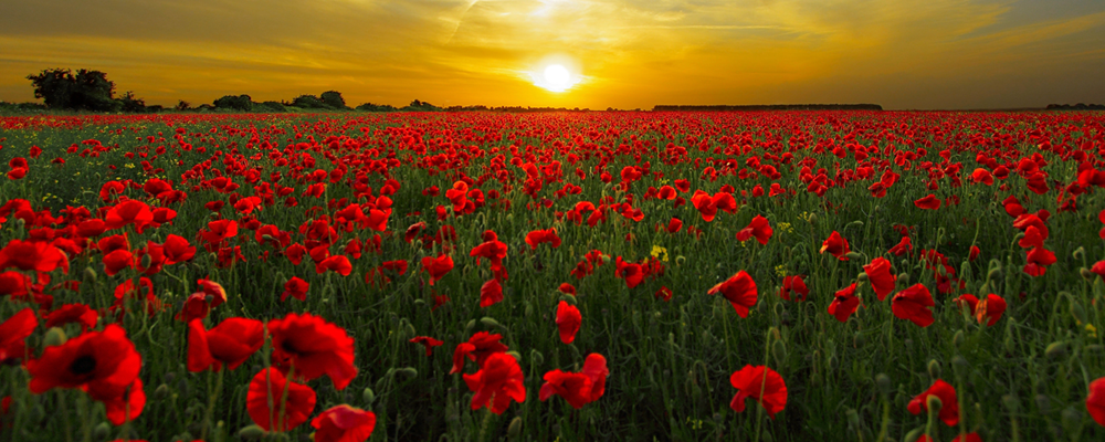 Woodstock Remembrance Day