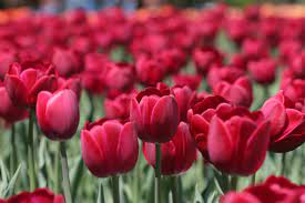 Blooming through Simcoe County