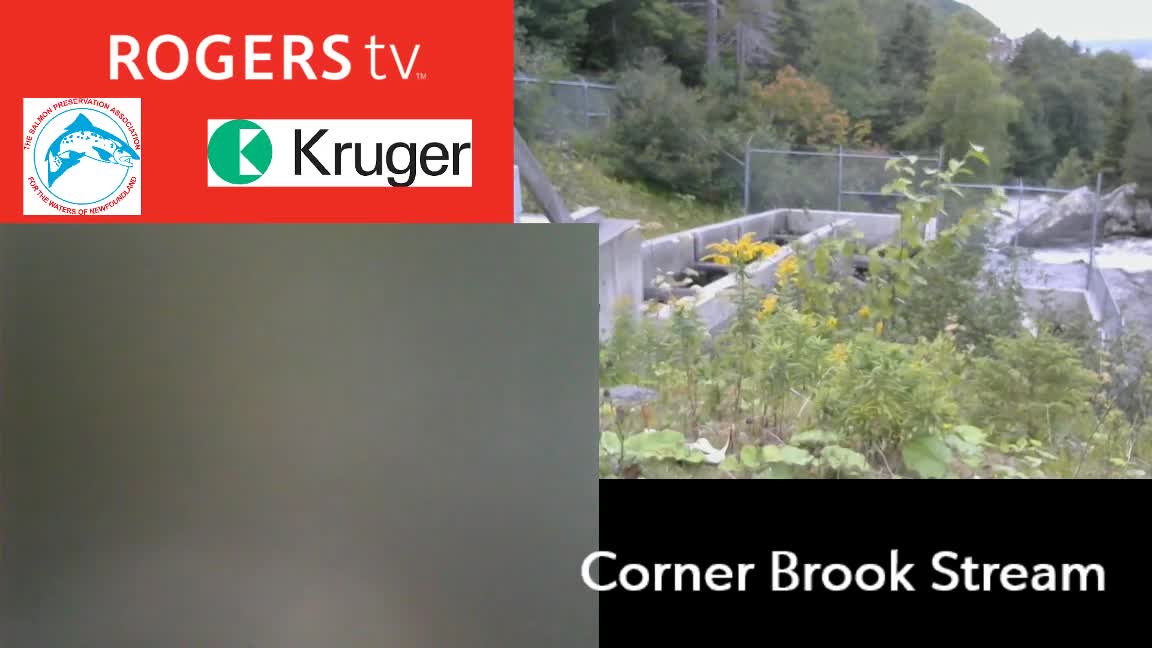 Corner Brook Salmon Cam