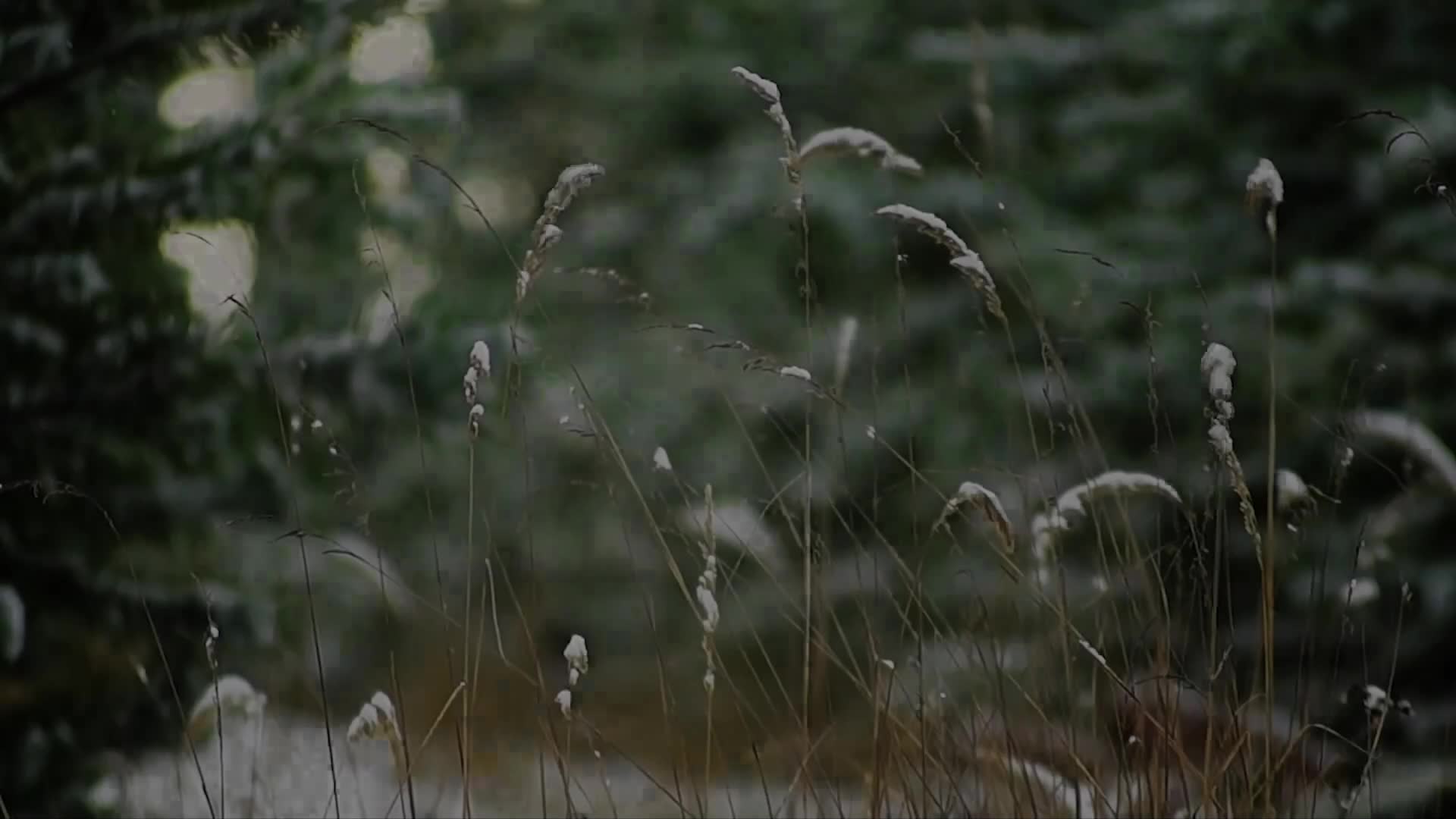 The Quintessence Coalition