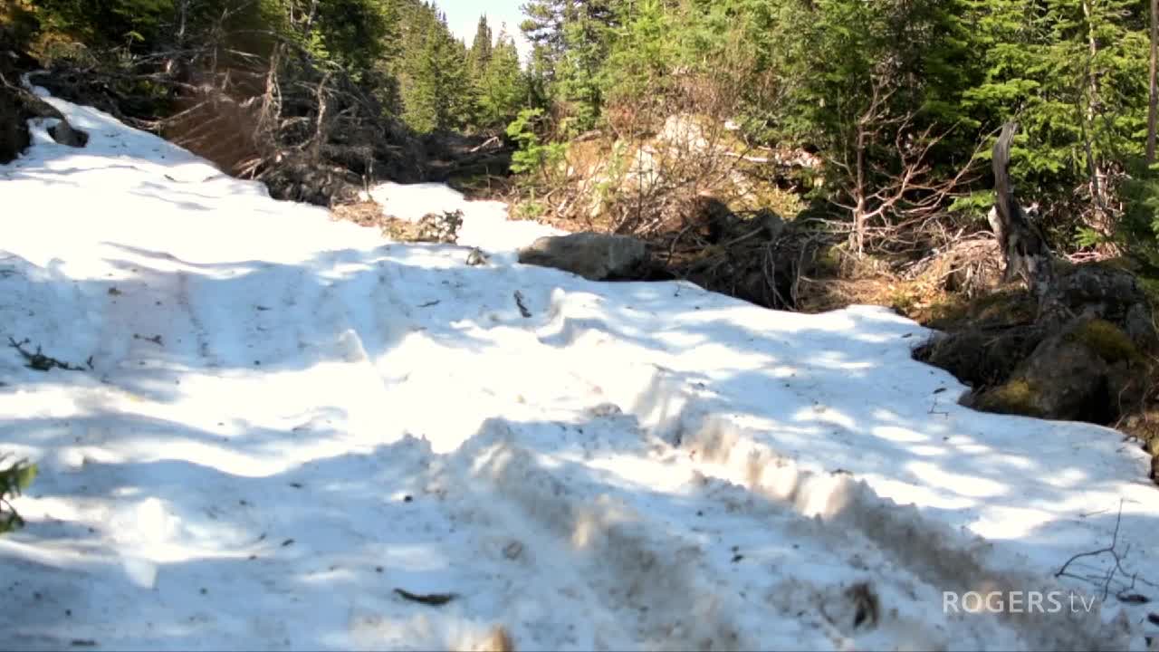 The Newfoundland Hobbyist