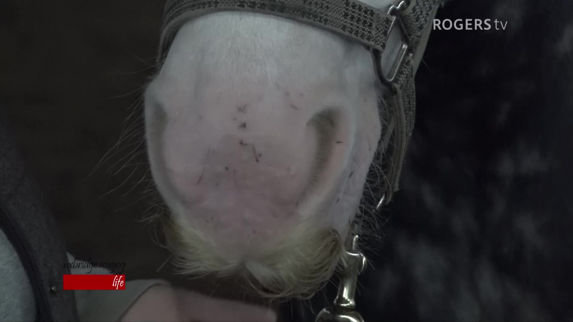 Uxbridge Scugog Life