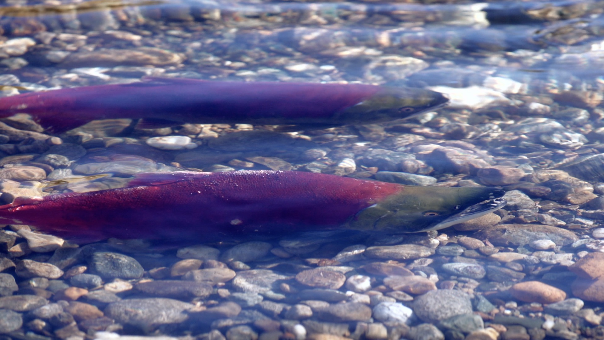 Rogers tv Community News 