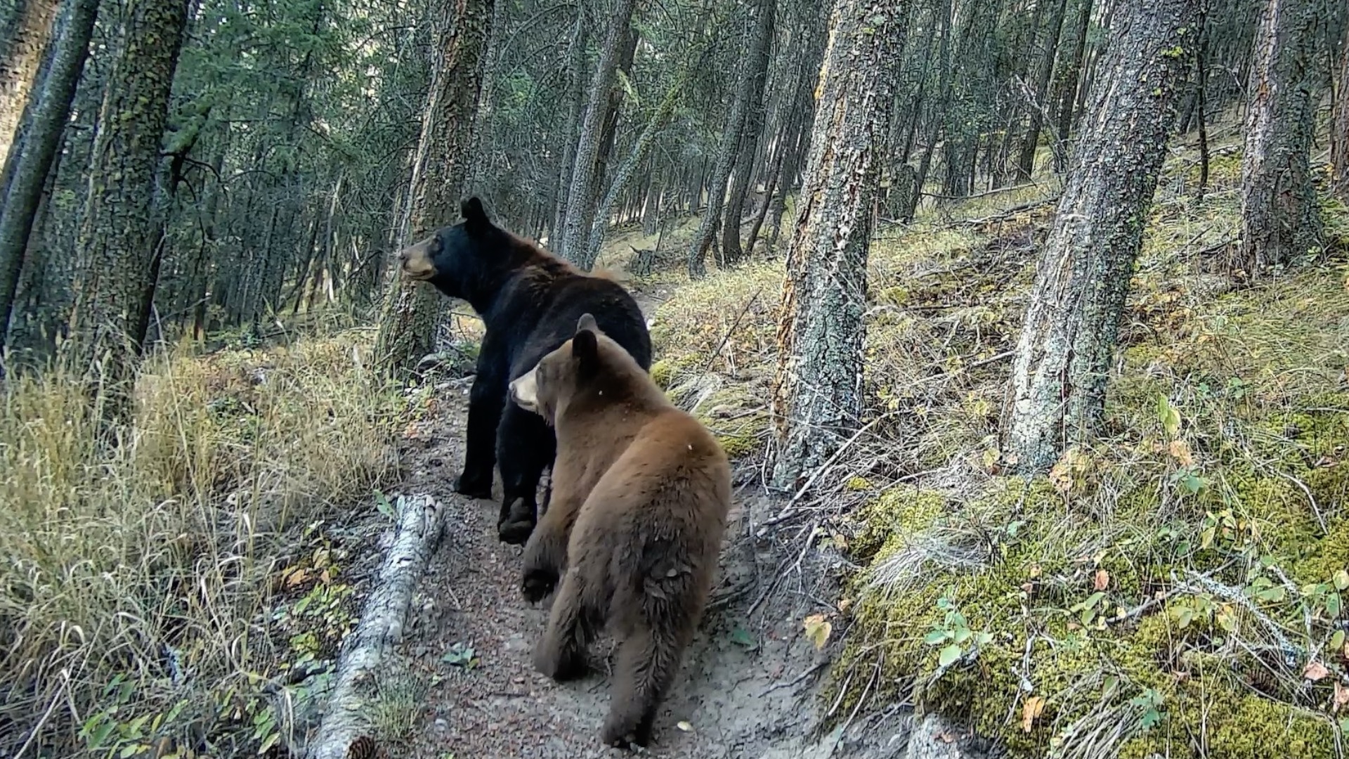 Rogers tv Community News 