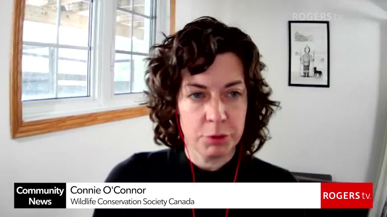 Rogers tv Community News