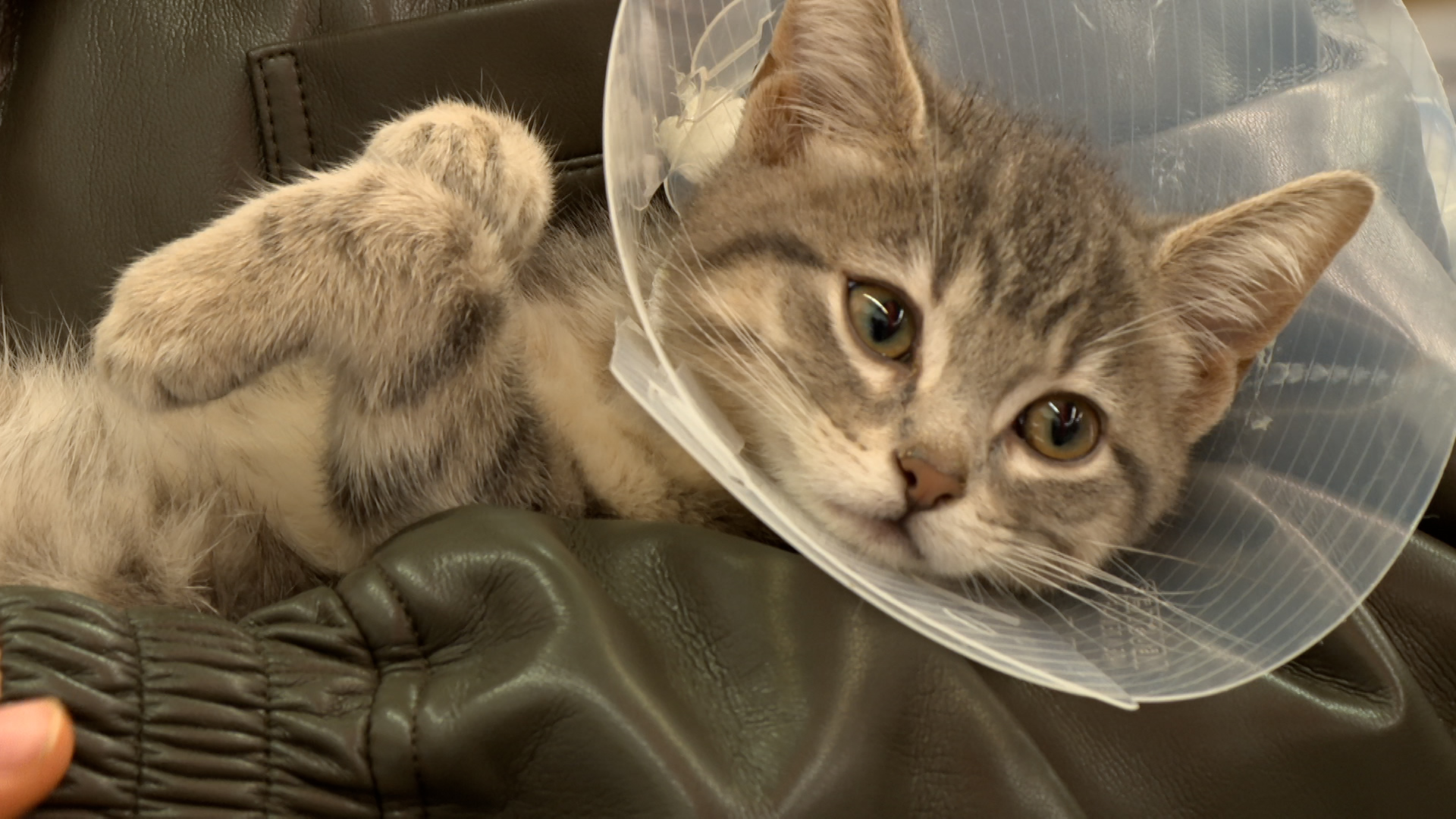 Rogers tv Community News