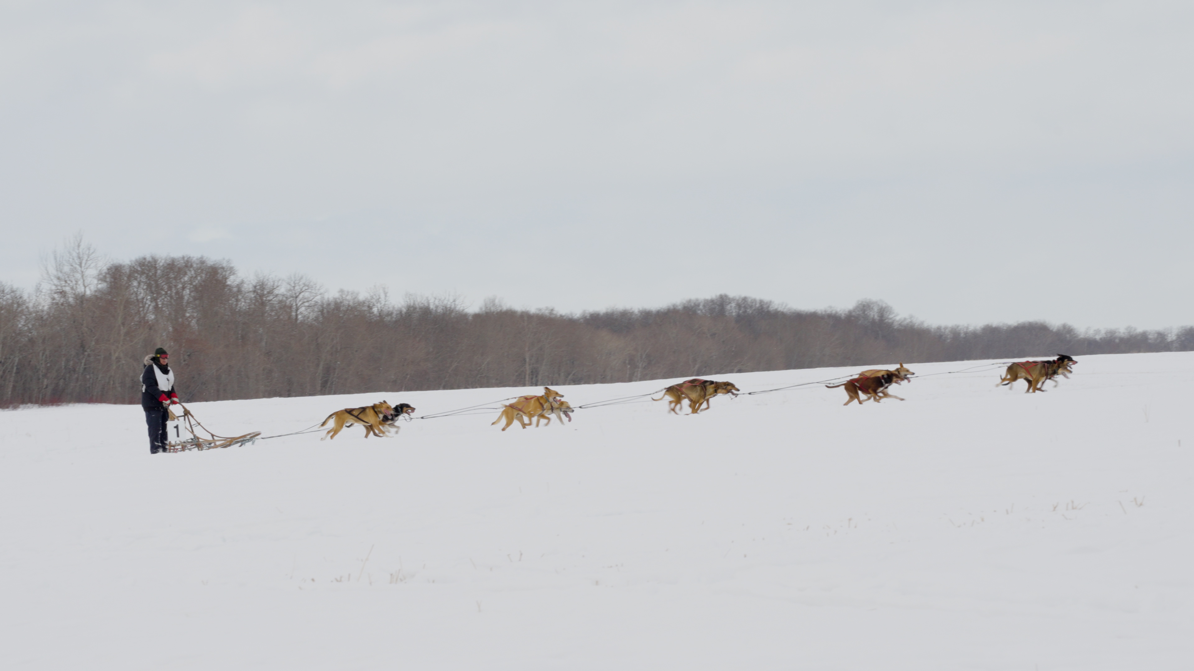 Rogers tv Community News