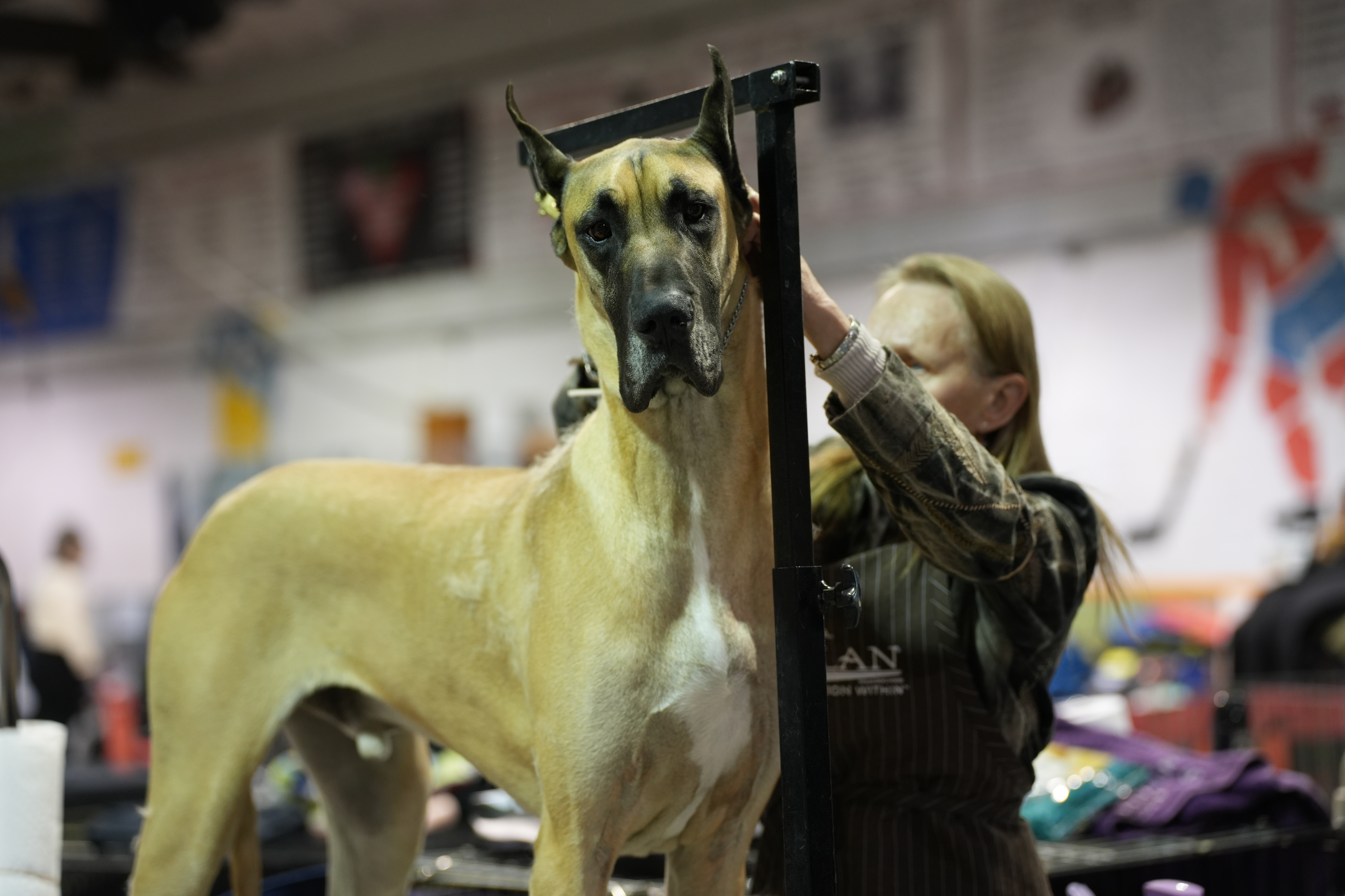 Rogers tv Community News