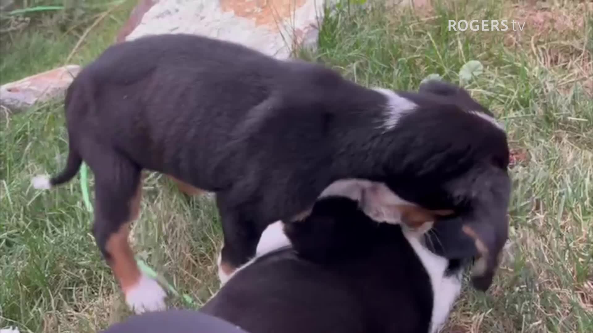 Rogers tv Community News