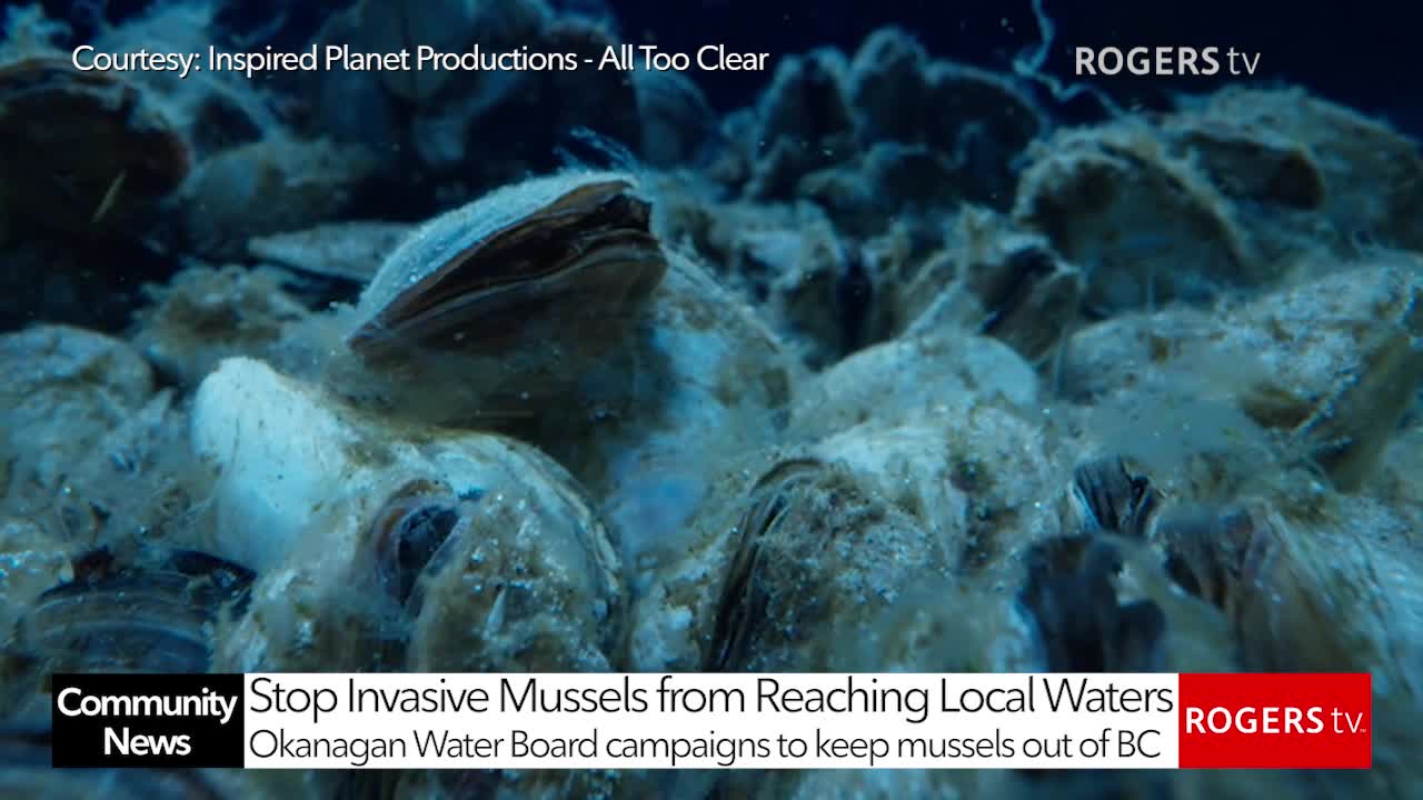 Rogers tv Community News