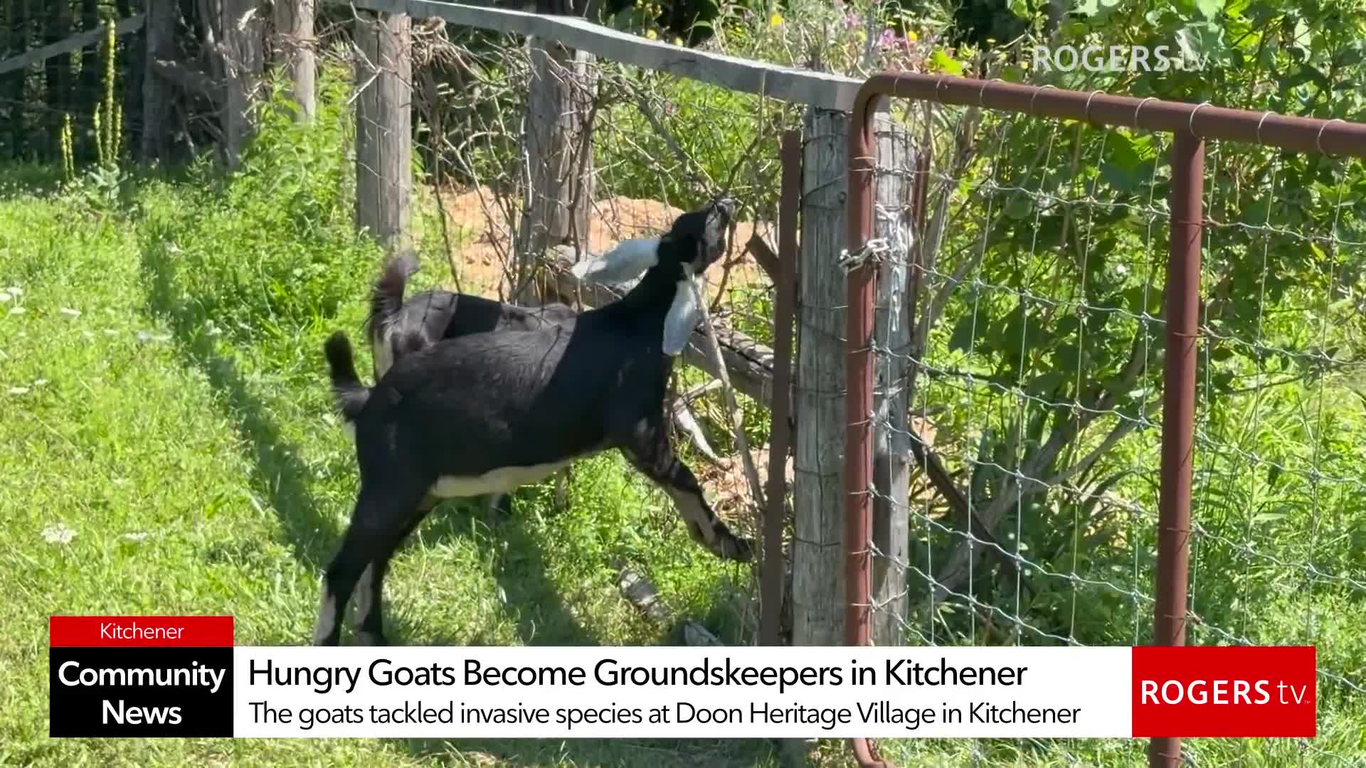 Rogers tv Community News