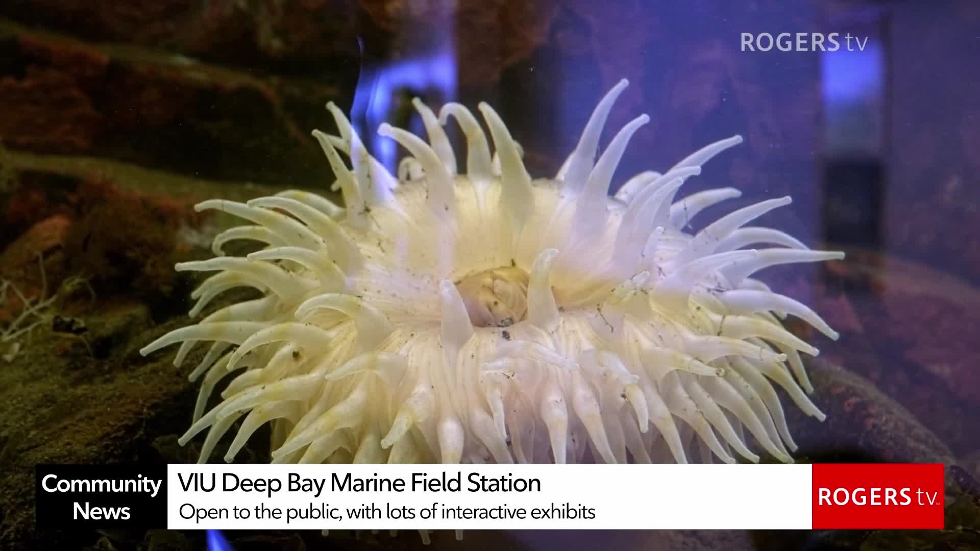 Rogers tv Community News