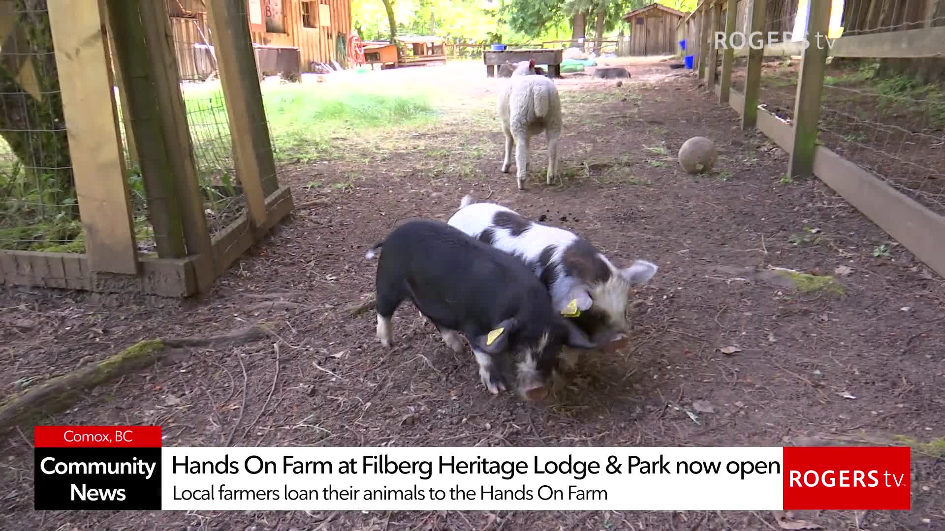 Rogers tv Community News