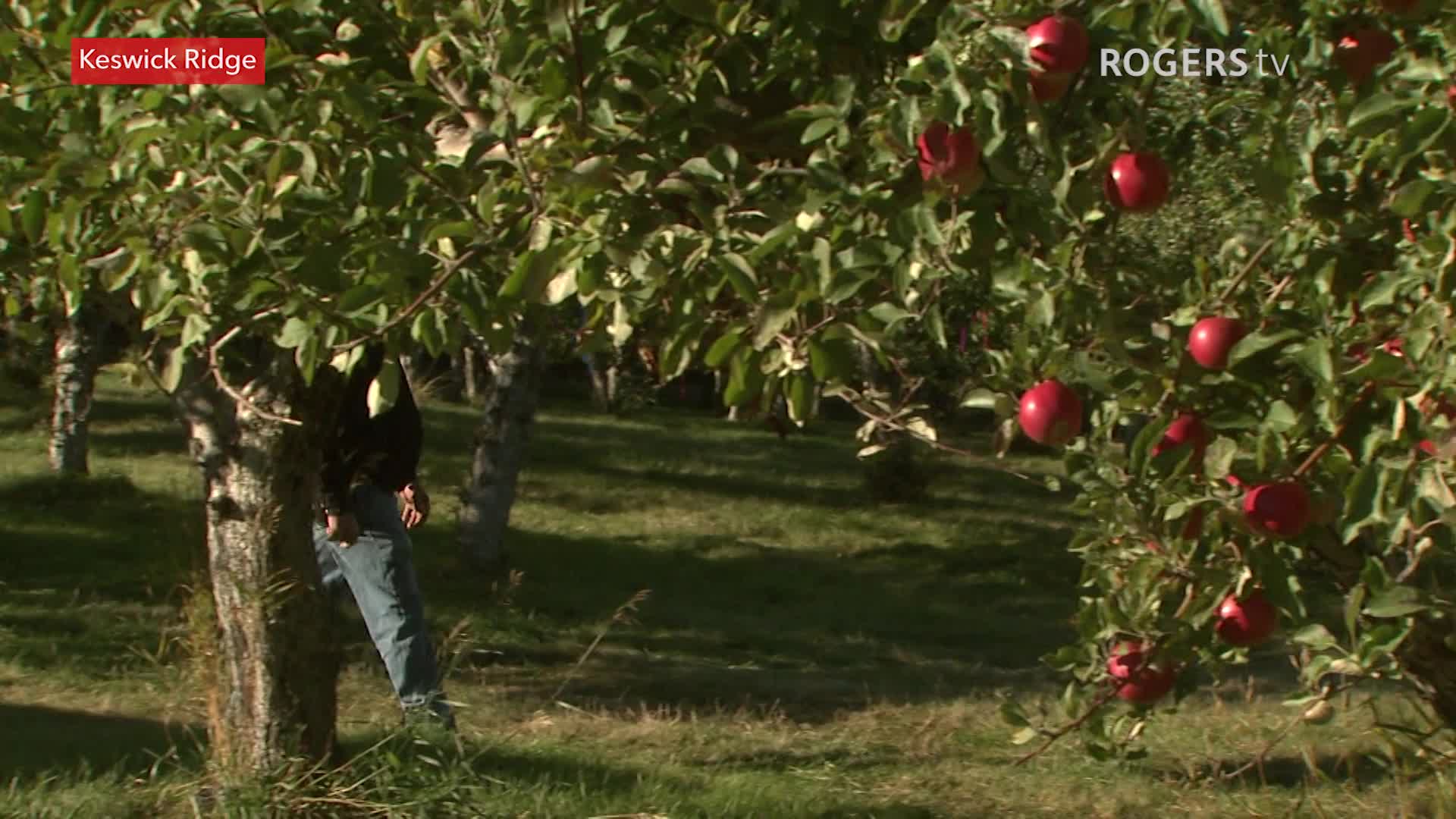 Rogers tv Community News