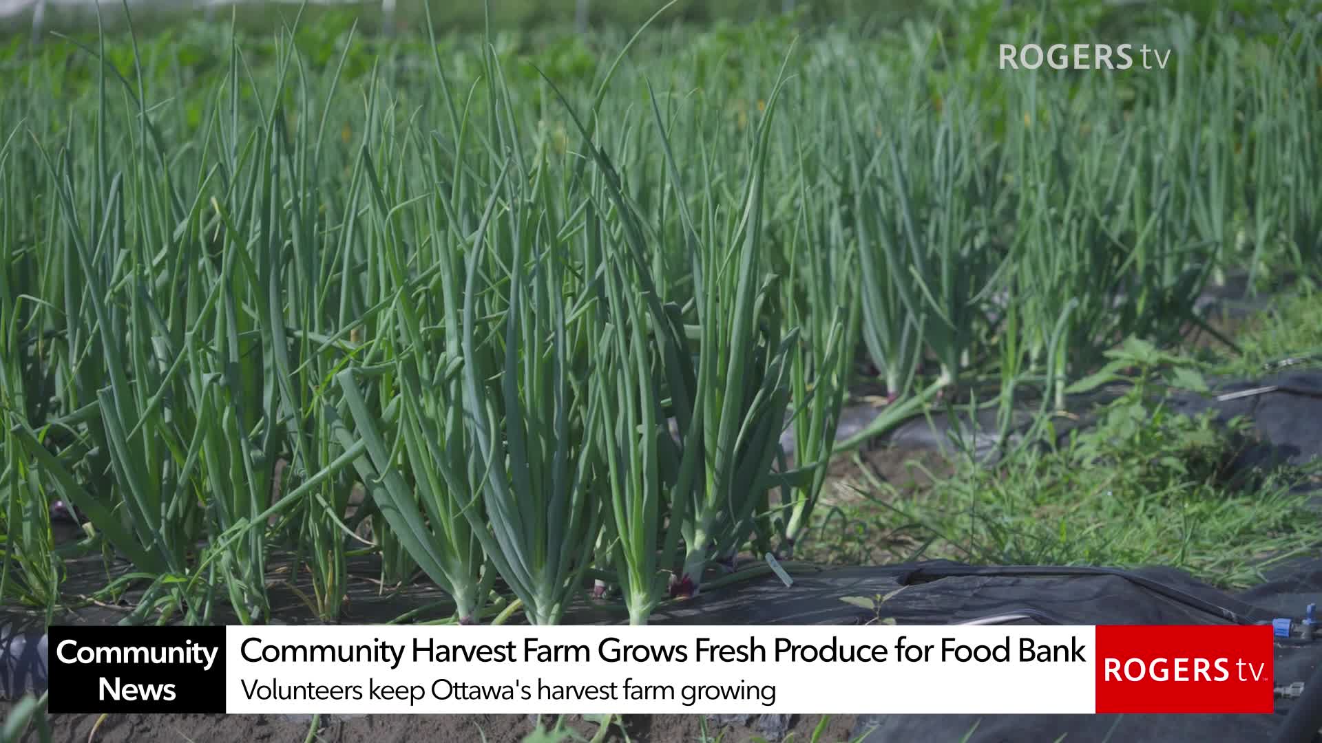 Rogers tv Community News