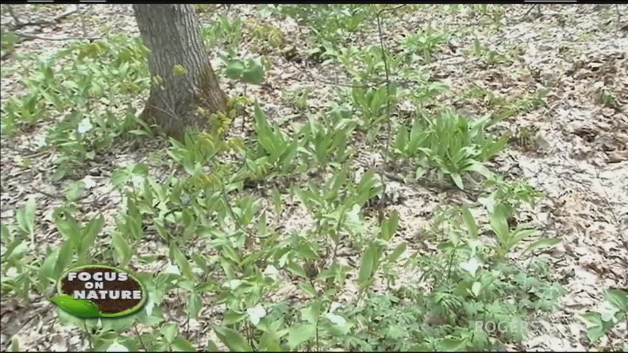 Focus On Nature With Bob Bowles